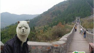 More Delightful Chinese Photoshop Trolls